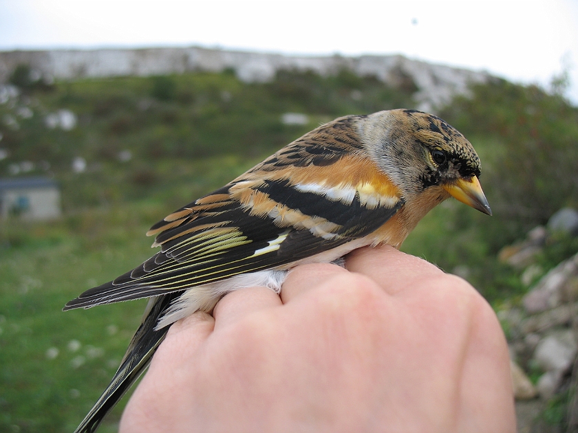 Brambling, Sundre 20070907